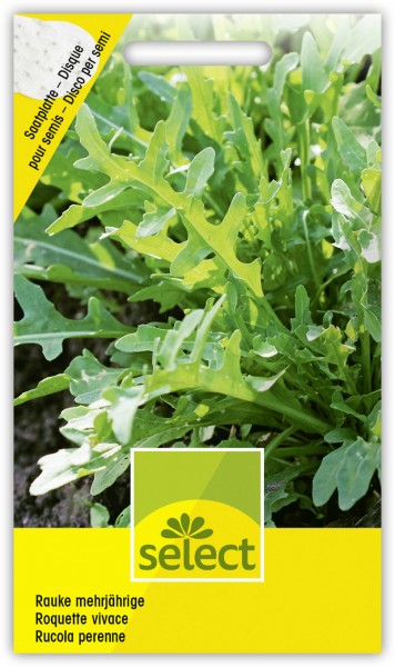 Rauke mehrjährige - Diplotaxis tenuifolia