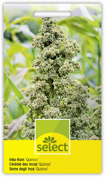 Inka-Korn 'Quinoa' - Chenopodium quinoa