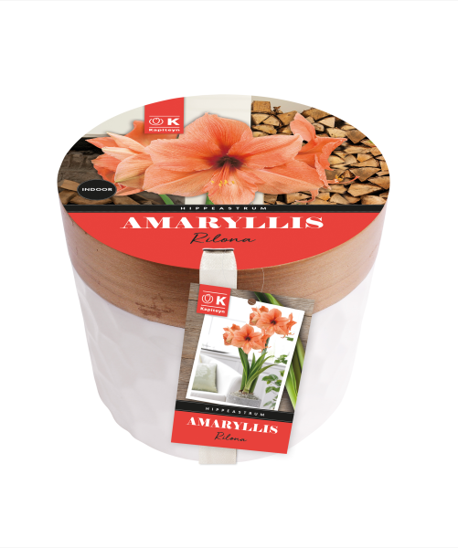 Amaryllis en pot céramique saumon