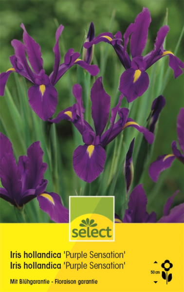 Holländische Iris 'Purple Sensation'