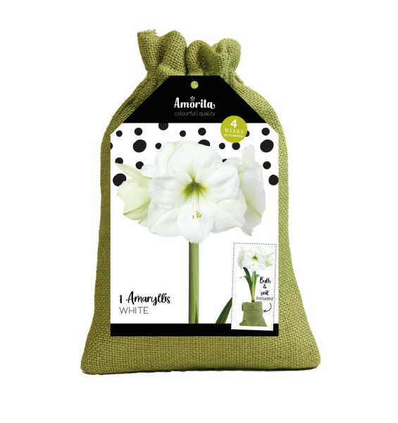 Amaryllis en sac de jute, blanc