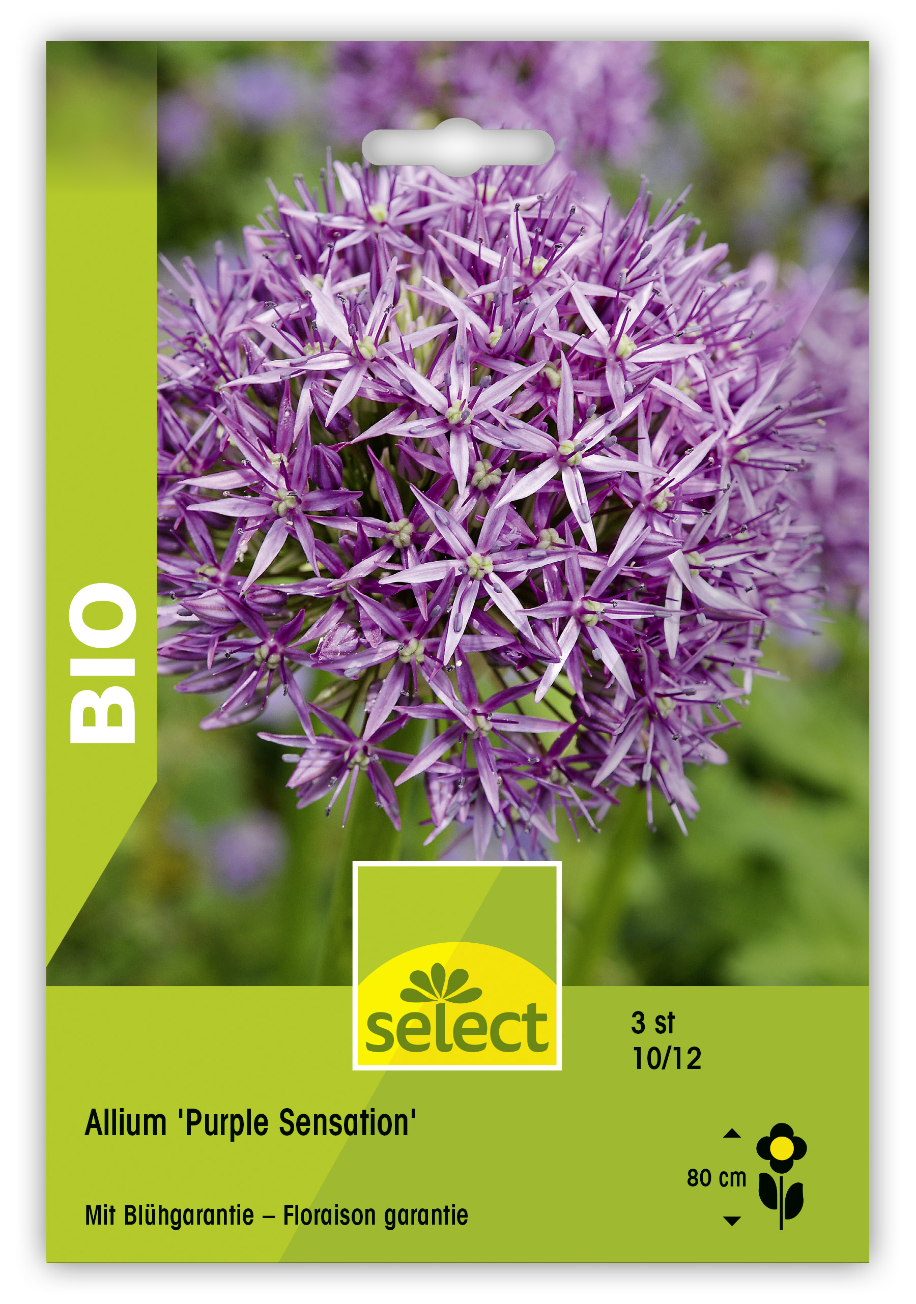 Allium aflatunense 'Purple Sensation' bio - Allium aflatunense | Select  Graines