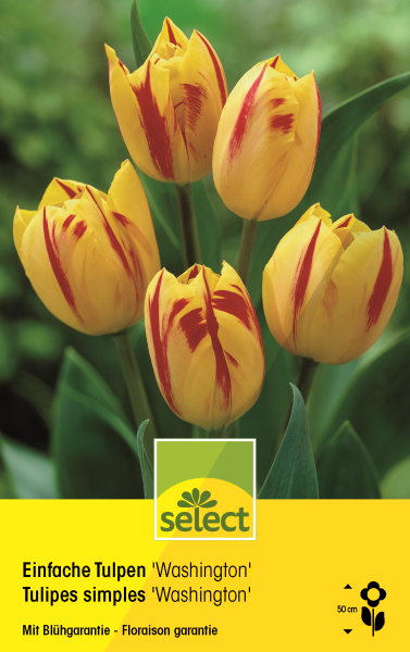 Tulipes simples 'Washington'