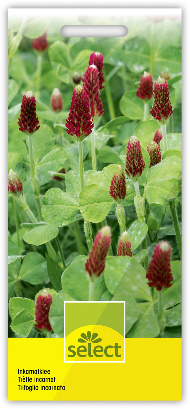Inkarnatklee 1000 Samen Trifolium Incarnatum 