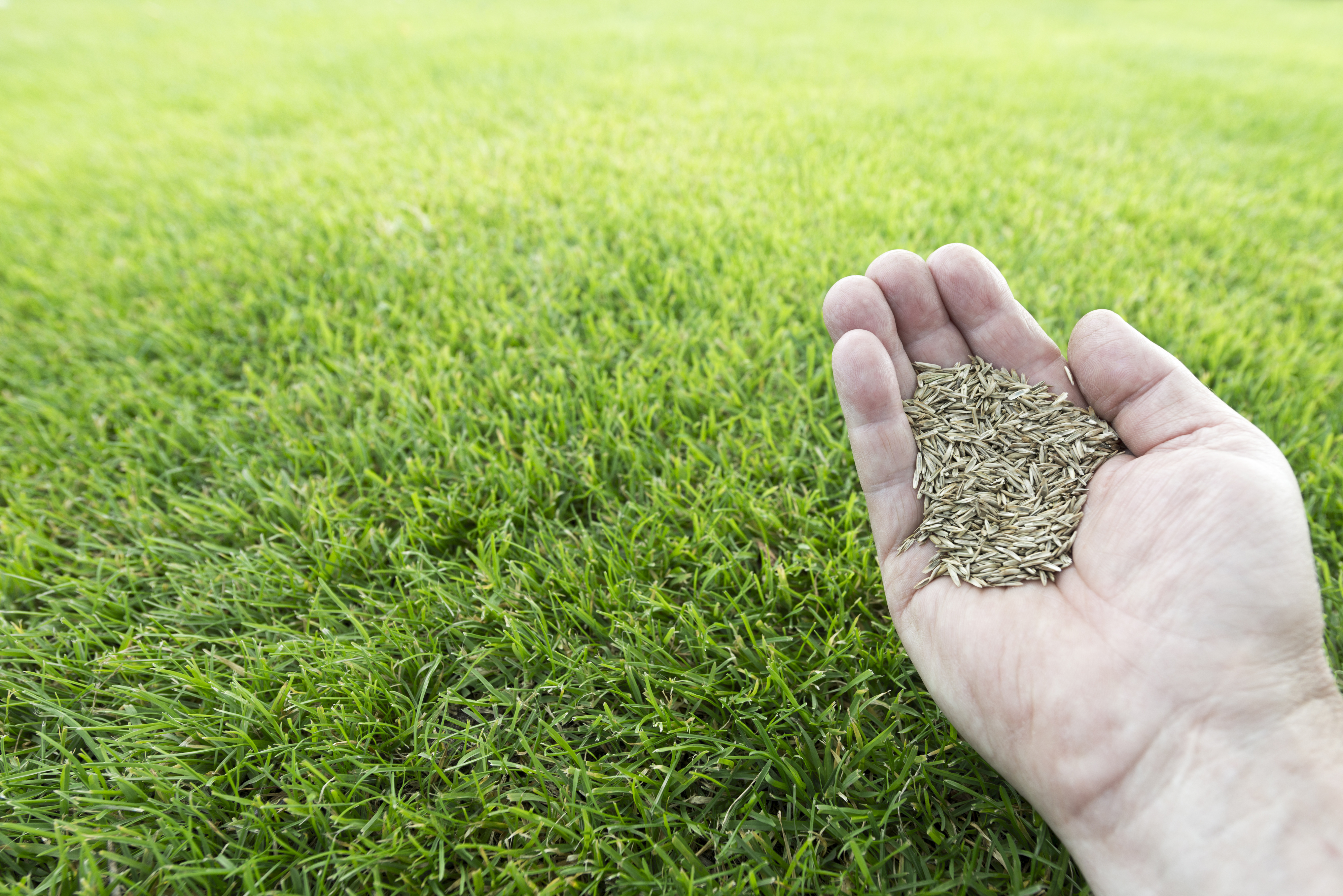 Лучшие семена газонной травы. Семена газонных трав Lawn grass Seeds. Семена газонной травы, травосмесь «универсальная». Травяной сеяный газон. Засеять газон травой.