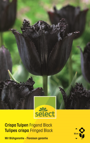 Crispa Tulpen 'Fringed Black'