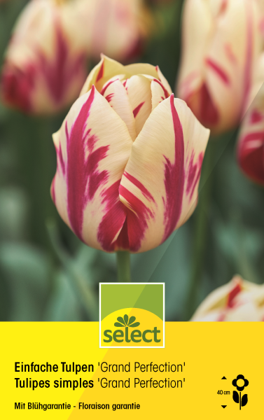 Tulipes simples 'Grand Perfection'