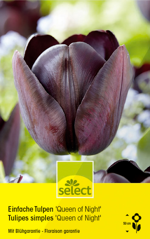 Tulipes simples 'Queen of Night' - Tulipa | Select Graines