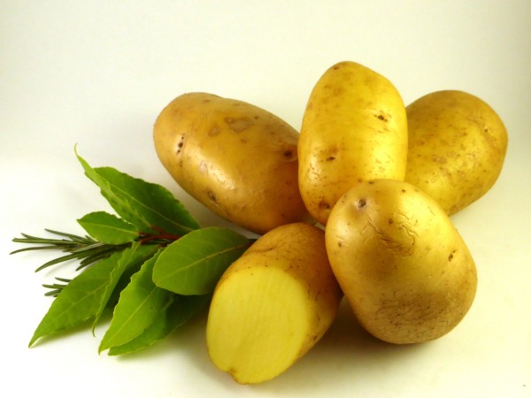 Plants de pommes-de-terre 'Victoria', 2.5 kg