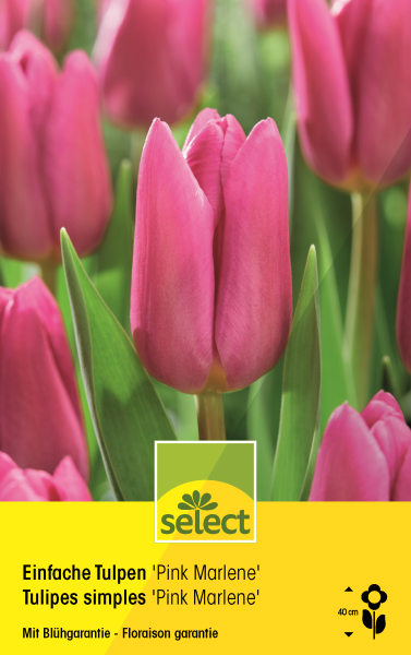 Tulipes simples 'Pink Marlene'