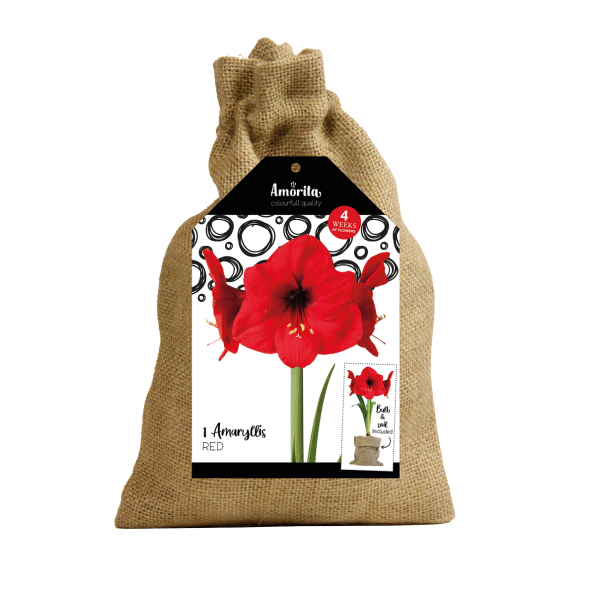 Amaryllis en sac de jute, rouge