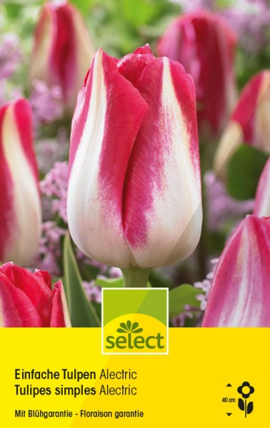 Tulipes simples 'Alectric'