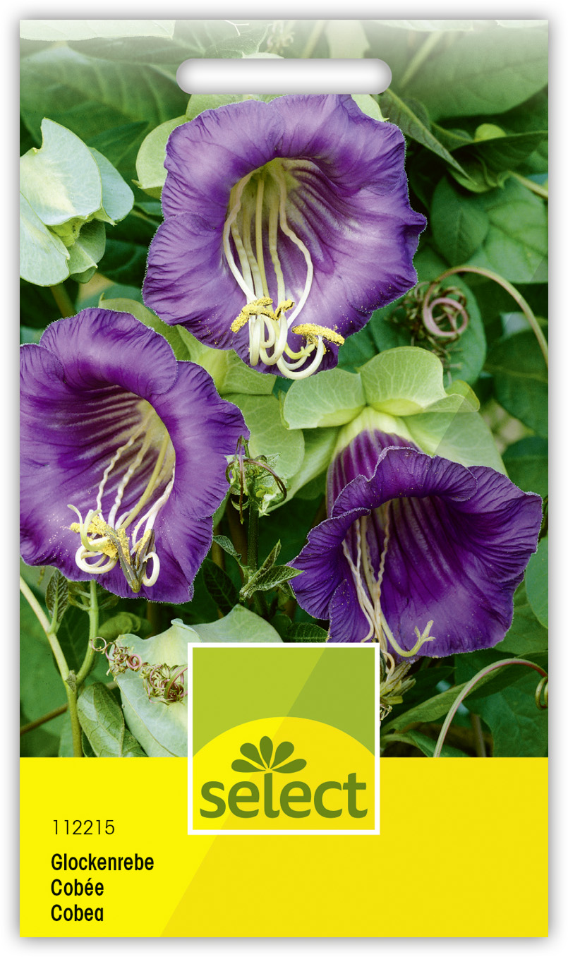 Cobée, violette - Cobaea scandens | Select Graines