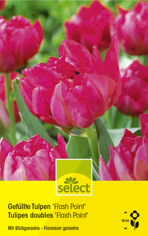 Gefullte Tulpen Flash Point Tulipa Select Samen Shop