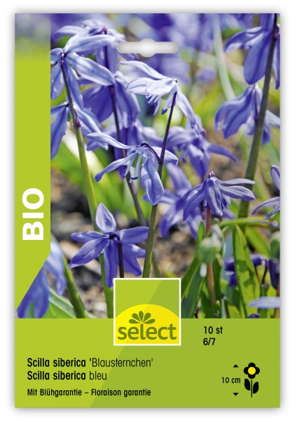 Bio Scilla siberica / Blausternchen