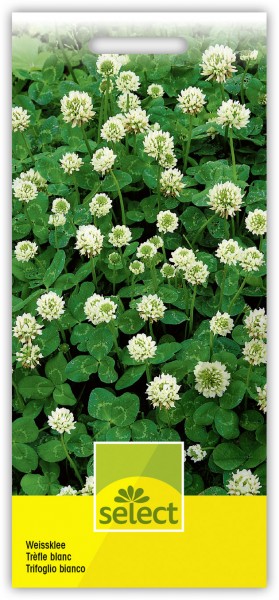 40G GRAINES Trèfle Blanc Trifolium Repens Engrais Vert Fleurs Blanches 