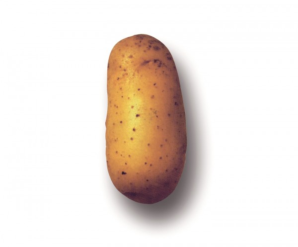 Saatkartoffeln 'Charlotte' BIO 1 kg