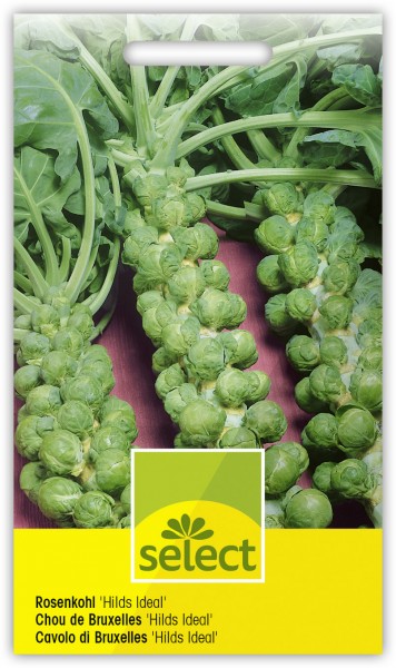 Rosenkohl 'Hilds Ideal' - Brassica oleracea L.