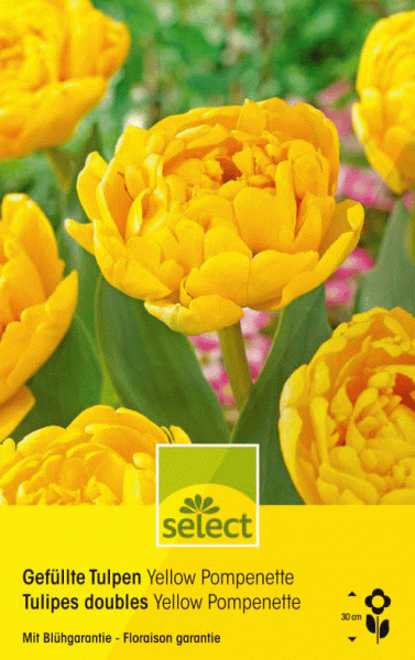 Gefüllte Tulpen 'Yellow Pomponette'