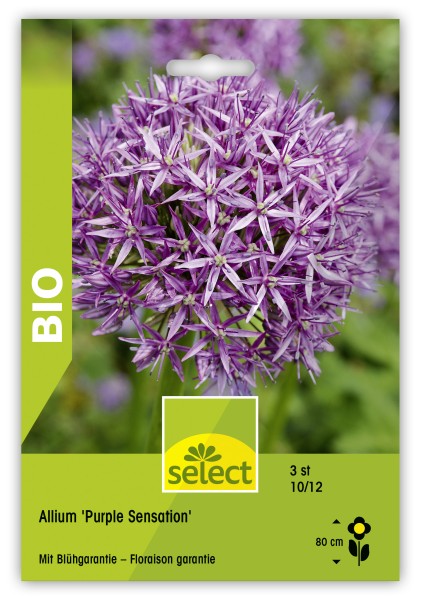Bio Allium aflatunense 'Purple Sensation'