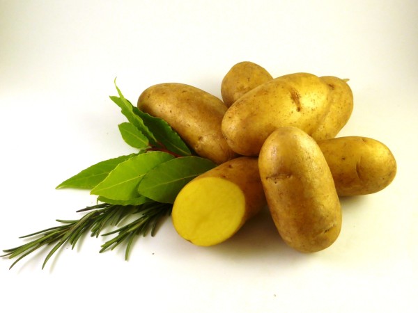 Bio Plants de pommes-de-terre 'Charlotte', 1 kg