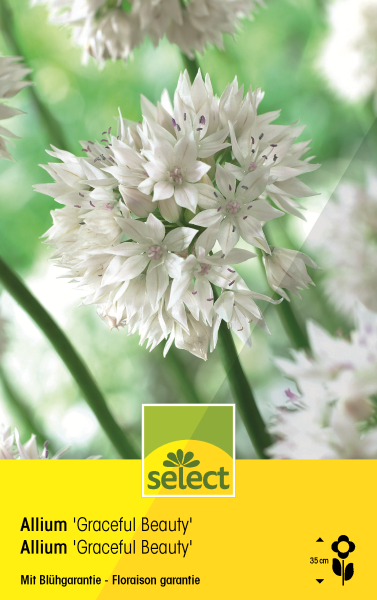 Allium 'Graceful Beauty'