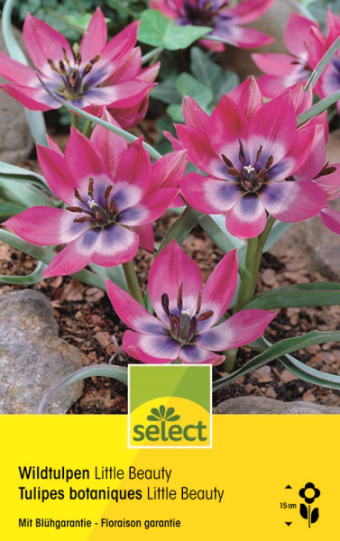 Tulipe sauvage 'Little Beauty' - Tulipa | Select Graines