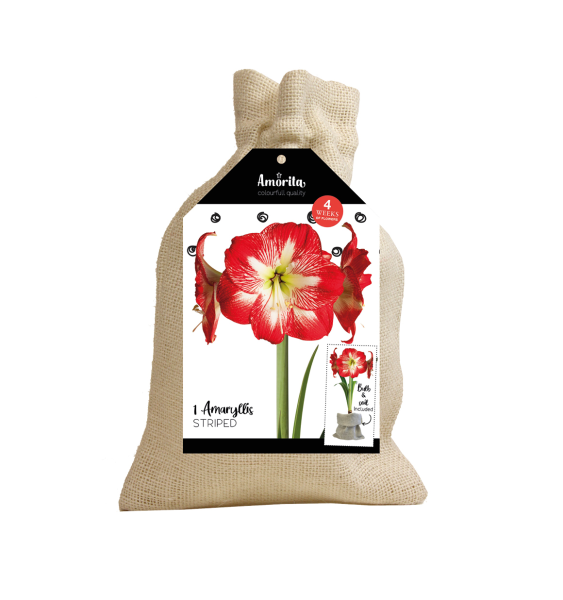 Amaryllis en sac de jute, rouge/blanc