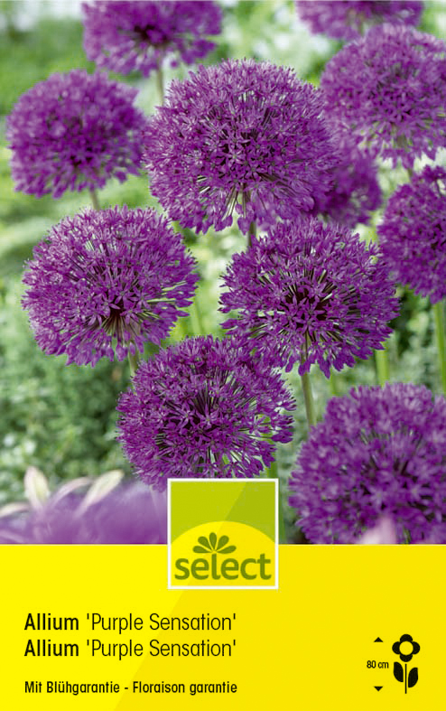 Allium aflatunense 'Purple Sensation' - Allium aflatunense | Select Graines