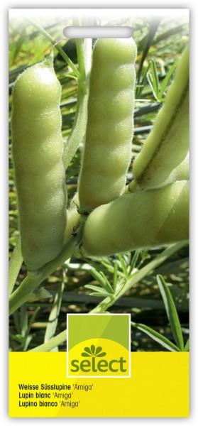Weisse Süsslupine 'Amiga' - Lupinus albus, Fabaceae