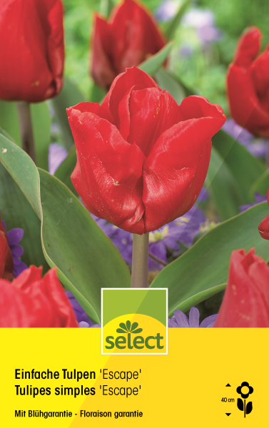 Tulipes simples 'Escape'