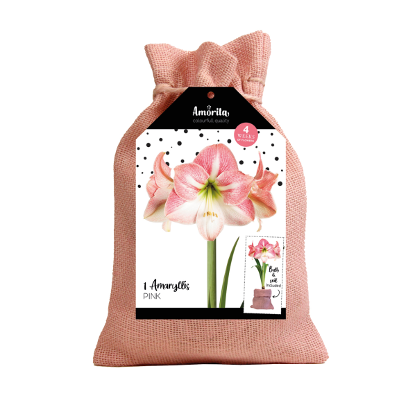 Amaryllis en sac de jute, rose